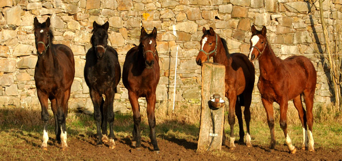 Unsere Jhrlinge im Januar 2012 - Foto: Beate Langels - Trakehner Gestt Hmelschenburg