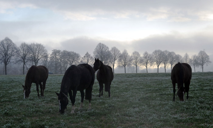 Unsere Stuten auf der Feldweide 16.Januar 2012 - Foto: Beate Langels - Trakehner Gestt Hmelschenburg