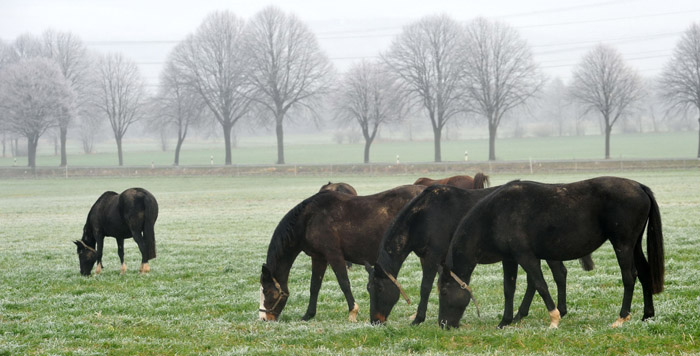 Unsere Stuten genieen nach wie vor die Feldweide 16. Januar 2012 - Foto: Beate Langels - Trakehner Gestt Hmelschenburg
