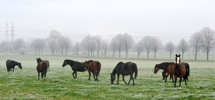 Unsere Stuten genieen nach wie vor die Feldweide 16. Januar 2012 - Foto: Beate Langels - Trakehner Gestt Hmelschenburg