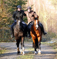 Februar 2016 in Hmelschenburg  - Fotos Beate Langels- Trakehner Gestt Hmelschenburg