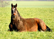 Februar 2016 in Hmelschenburg  - Fotos Beate Langels- Trakehner Gestt Hmelschenburg