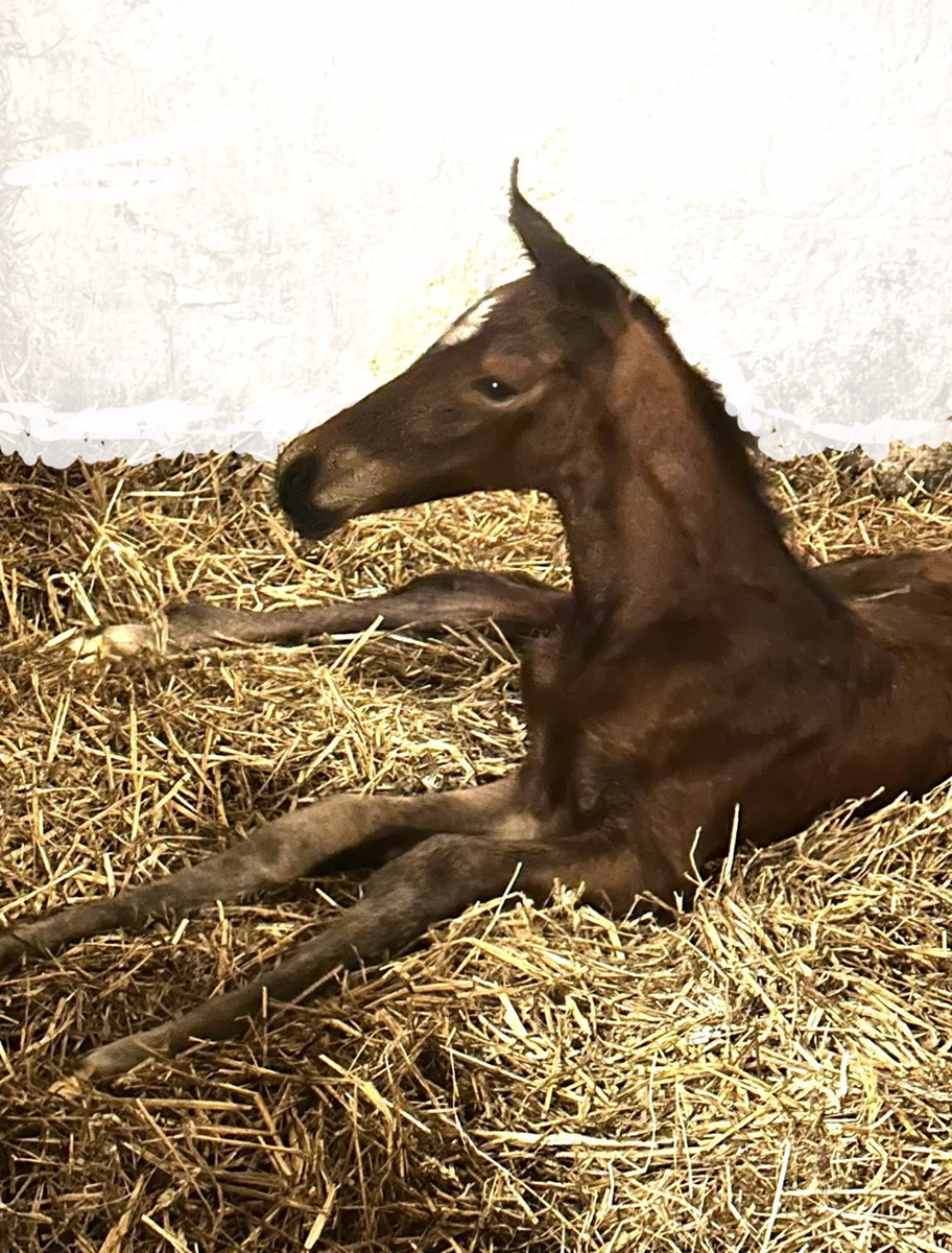 Trakehner Stutfohlen von High Motion u.d. Schwalbenlicht v. Imperio - Trakehner Gest�t H�melschenburg - Beate Langels
