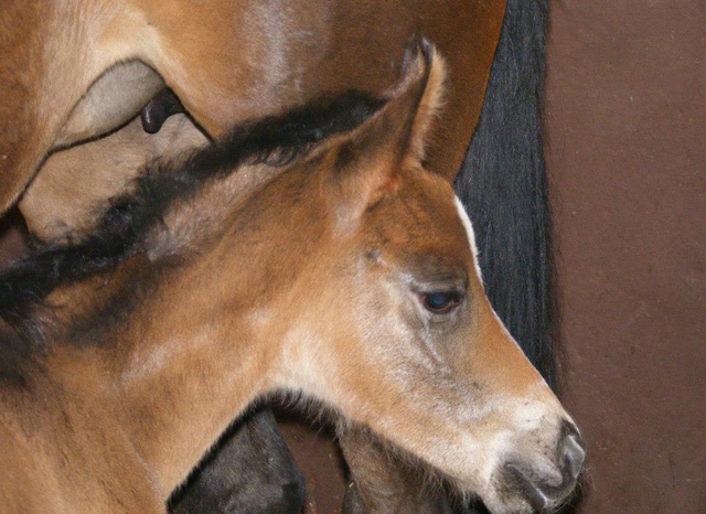Trakehner Stutfohlen von Freudenfest x Summertime, Foto: Rupp