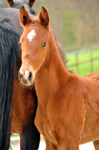 Trakehner Stutfohlen von Saint Cyr u.d. Hetti v. Exclusiv, Foto: Ursula Bremer