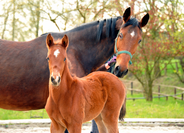 Trakehner Stutfohlen von Saint Cyr u.d. Hetti v. Exclusiv, Foto: Ursula Bremer