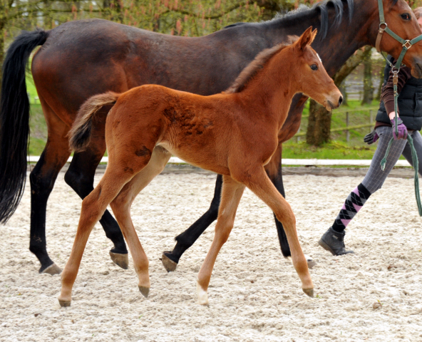 Trakehner Stutfohlen von Saint Cyr u.d. Hetti v. Exclusiv, Foto: Ursula Bremer
