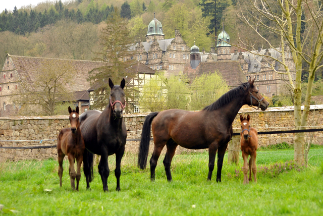 Stuten und Fohlen im Gestt Hmelschenburg - 16. April 2016  im
Trakehner Gestt Hmelschenburg