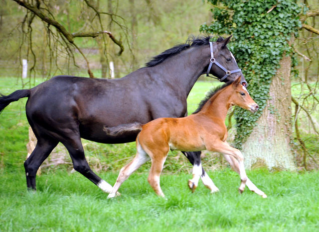 Stutfohlen von High Motion u.d. Greta Garbo v. Alter Fritz - 16. April 2016  im
Trakehner Gestt Hmelschenburg