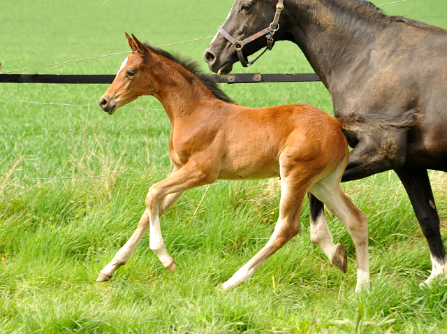 Stutfohlen von High Motion u.d. Greta Garbo v. Alter Fritz - 16. April 2016  im
Trakehner Gestt Hmelschenburg