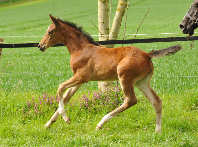 Stutfohlen von High Motion u.d. Greta Garbo v. Alter Fritz - 16. April 2016  im
Trakehner Gestt Hmelschenburg