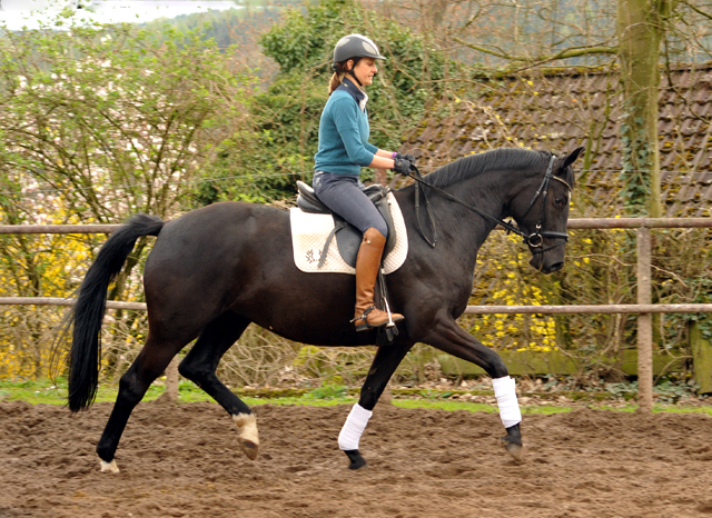 Prmienstute Ginger Rogers v. Symont u.d. Greta Garbo v. Alter Fritz - 16. April 2016  im
Trakehner Gestt Hmelschenburg