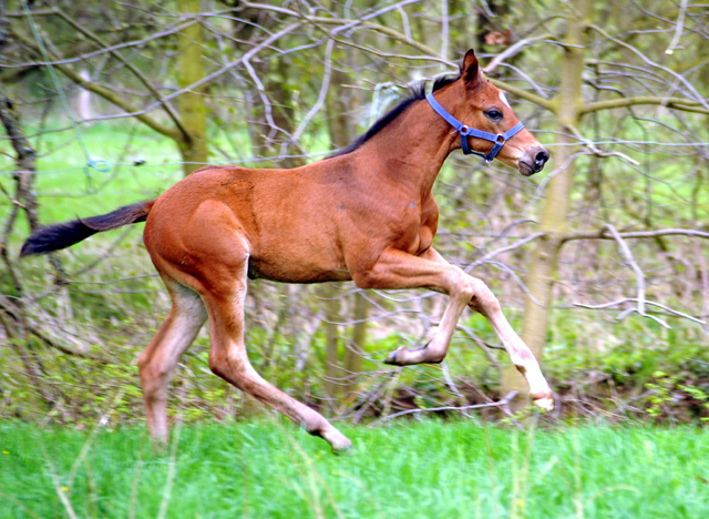 Hengstfohlen von High Motion u.d. Pr.St. Schwalbenlicht v. Imperio - 16. April 2016  im
Trakehner Gestt Hmelschenburg
