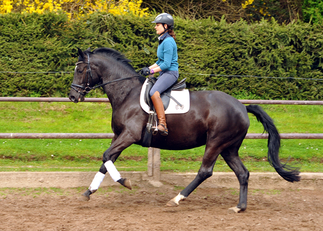 Prmienstute Ginger Rogers v. Symont u.d. Greta Garbo v. Alter Fritz - 16. April 2016  im
Trakehner Gestt Hmelschenburg