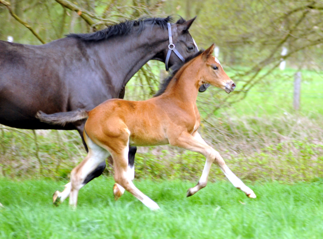 Stutfohlen von High Motion u.d. Greta Garbo v. Alter Fritz - 16. April 2016  im
Trakehner Gestt Hmelschenburg