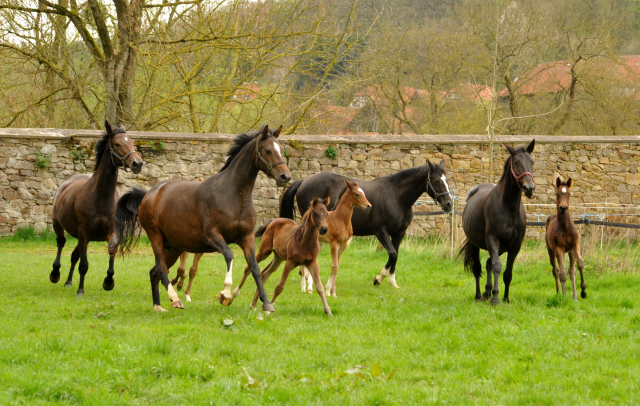 Stuten und Fohlen im Gestt Hmelschenburg - 16. April 2016  im
Trakehner Gestt Hmelschenburg