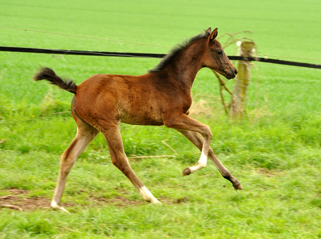 Stutfohlen von De Niro u.d. Schwalbendiva v. Totilas - im Gestt Hmelschenburg - 16. April 2016  im
Trakehner Gestt Hmelschenburg