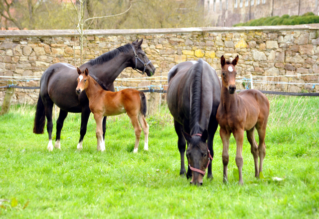 Stuten und Fohlen im Gestt Hmelschenburg - 16. April 2016  im
Trakehner Gestt Hmelschenburg