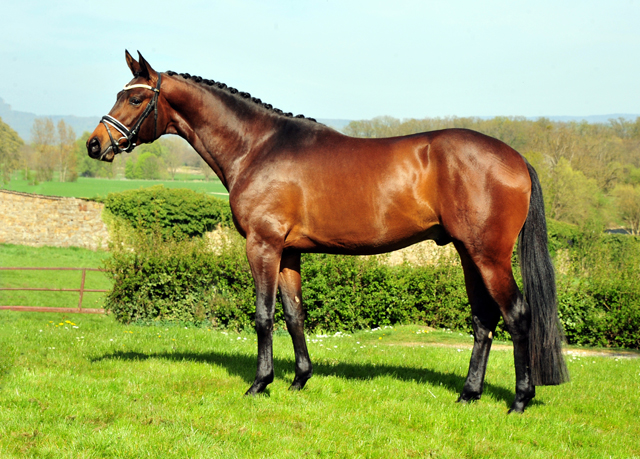 Trakehner Hengst Karakallis von High Motion x Hofrat x Arogno - Trakehner Gestt Hmelschenburg - Foto: Beate Langels