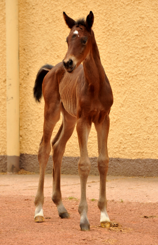Stutfohlen von Oliver Twist u.d. Pr.u.StPrSt. Vittoria v. Exclusiv - Trakehner Gestt Hmelschenburg - Foto: Beate Langels - Trakehner Gestt Hmelschenburg