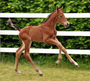Stutfohlen von Oliver Twist u.d. Pr.St. Wolfsfhrte v. Kostolany