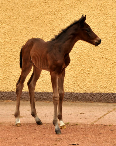 wenige Stunden alt: Stutfohlen von Oliver Twist u.d. Pr.u.StPrSt. Vittoria v. Exclusiv - Trakehner Gestt Hmelschenburg - Foto: Beate Langels