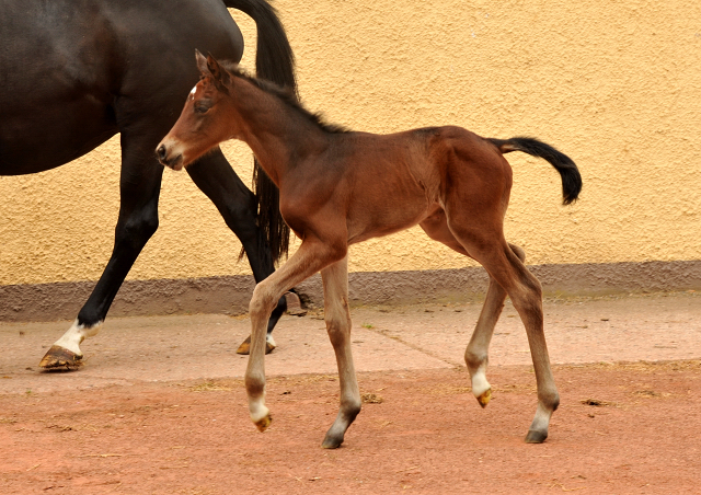 wenige Stunden alt: Stutfohlen von Oliver Twist u.d. Pr.u.StPrSt. Vittoria v. Exclusiv - Trakehner Gestt Hmelschenburg - Foto: Beate Langels