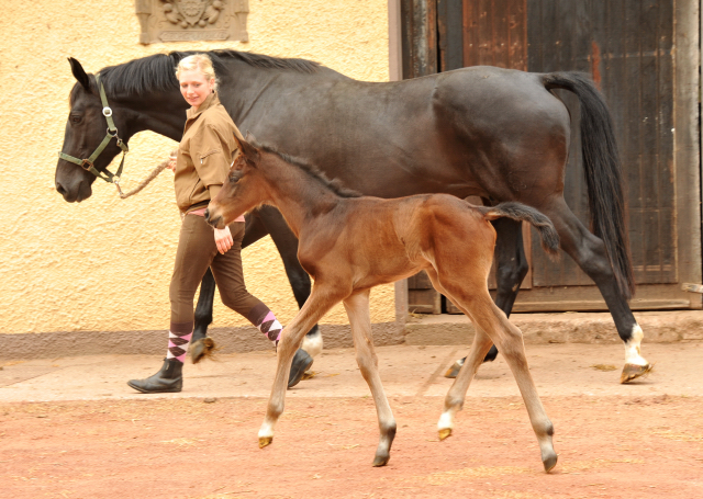 wenige Stunden alt: Stutfohlen von Oliver Twist u.d. Pr.u.StPrSt. Vittoria v. Exclusiv - Trakehner Gestt Hmelschenburg - Foto: Beate Langels