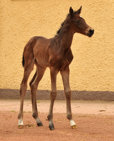 wenige Stunden alt: Stutfohlen von Oliver Twist u.d. Pr.u.StPrSt. Vittoria v. Exclusiv - Trakehner Gestt Hmelschenburg - Foto: Beate Langels