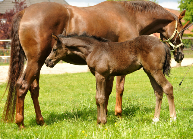 Esm - Trakehner Stutfohlen von Saint Cyr u.d. Emilie v. All Inclusive - Foto: Beate Langels