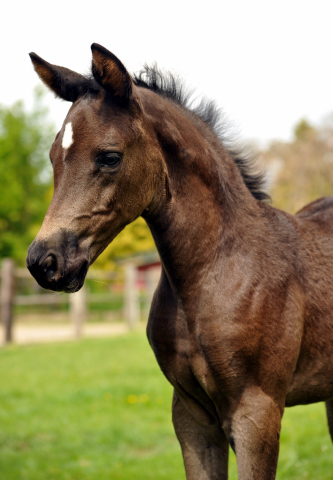 Esm - Trakehner Stutfohlen von Saint Cyr u.d. Emilie v. All Inclusive - Foto: Beate Langels