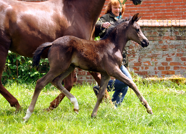 Esm - Trakehner Stutfohlen von Saint Cyr u.d. Emilie v. All Inclusive - Foto: Beate Langels