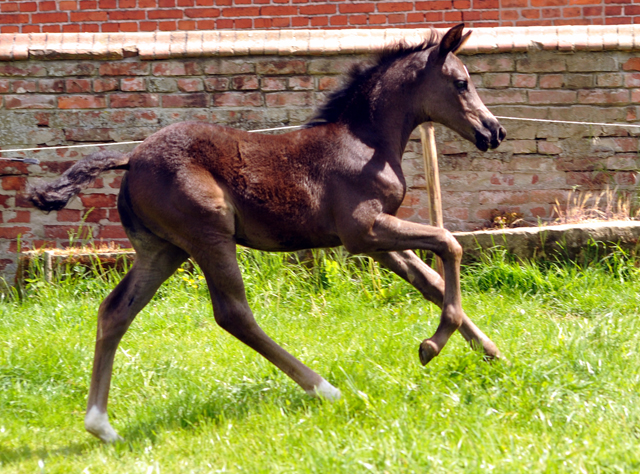 Esm - Trakehner Stutfohlen von Saint Cyr u.d. Emilie v. All Inclusive - Foto: Beate Langels