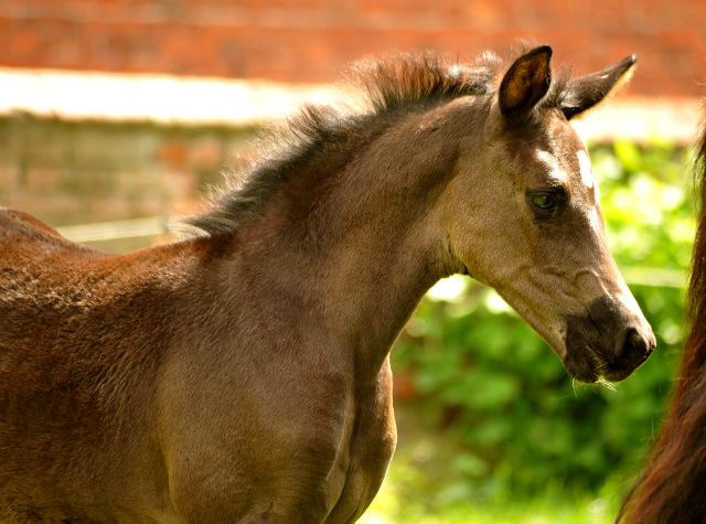 Esm - Trakehner Stutfohlen von Saint Cyr u.d. Emilie v. All Inclusive - Foto: Beate Langels