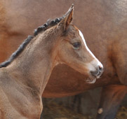  Stutfohlen von Saint Cyr u.d. Pr. u. StPrSt. Tavolara v. Exclusiv