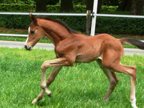 wenige Tage alt: Trakehner Hengstfohlen von Saint Cyr u.d. Hanna v. Summertime u.d. Elitestute Helena v. Matador