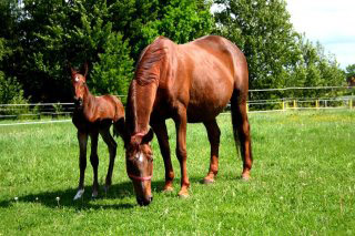 3 Tage alt Trakehner Hengstfohlen von Saint Cyr u.d. Pr.u.StPrSt. Lizzy P v. Napoleon Quatre