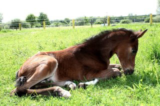  Trakehner Hengstfohlen von Saint Cyr u.d. Pr.u.StPrSt. Lizzy P v. Napoleon Quatre