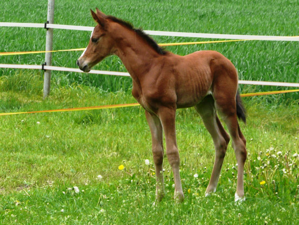 wenige Tage alt: Trakehner Hengstfohlen von Saint Cyr u.d. Hanna v. Summertime u.d. Elitestute Helena v. Matador