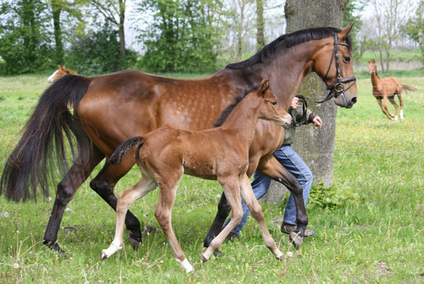 Stutfohlen von Saint Cyr u.d. u.d. Melodie's Model v. Landor S u.d. Melody v. Mephisto