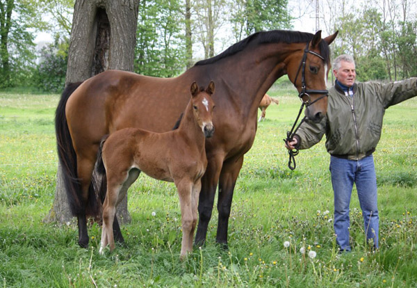 Stutfohlen von Saint Cyr u.d. u.d. Melodie's Model v. Landor S u.d. Melody v. Mephisto