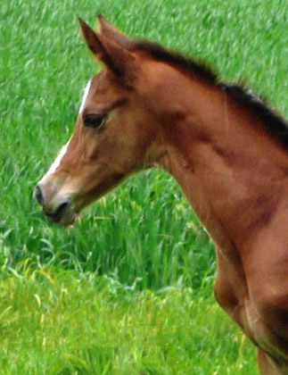 wenige Tage alt: Trakehner Hengstfohlen von Saint Cyr u.d. Hanna v. Summertime u.d. Elitestute Helena v. Matador