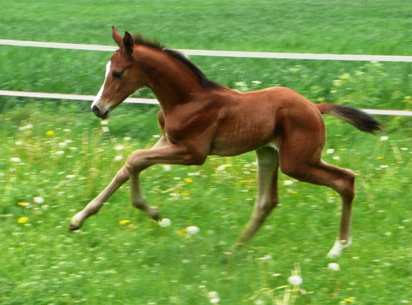 wenige Tage alt: Trakehner Hengstfohlen von Saint Cyr u.d. Hanna v. Summertime u.d. Elitestute Helena v. Matador