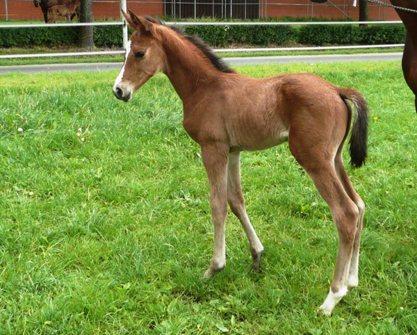 wenige Tage alt: Trakehner Hengstfohlen von Saint Cyr u.d. Hanna v. Summertime u.d. Elitestute Helena v. Matador