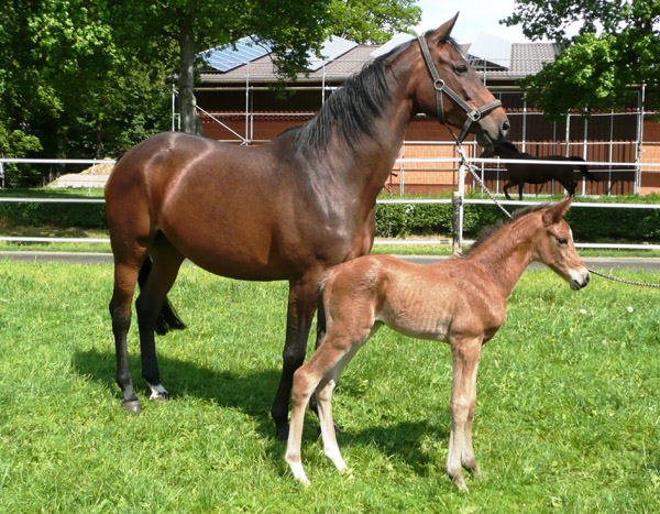 wenige Tage alt: Trakehner Hengstfohlen von Saint Cyr u.d. Hanna v. Summertime u.d. Elitestute Helena v. Matador