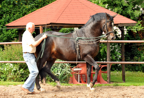 Otto Langels und unser Prmienhengst Saint Cyr v. Kostolany, Foto: Beate Langels, Trakehner Gestt Hmelschenburg