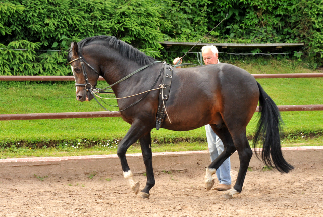 Otto Langels und Saint Cyr von Kostolany x Exclusiv - copyright Beate Langels, Trakehner Gestt Hmelschenburg
