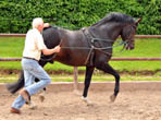 Seniorchef Otto Langels (82) und der 6jhrige Saint Cyr - Foto Beate Langels - Trakehner Gestt Hmelschenburg