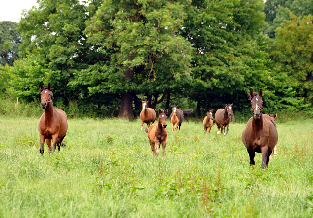 Stuten und Fohlen im Gestt Hmelschenburg - Foto: Beate Langels -  
Trakehner Gestt Hmelschenburg