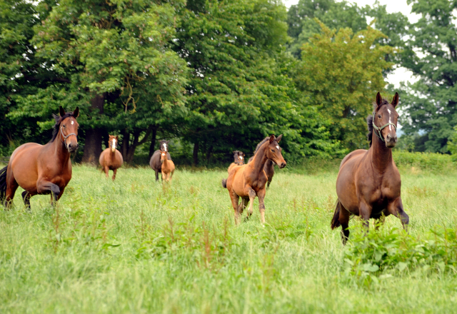 Stuten und Fohlen im Gestt Hmelschenburg - Foto: Beate Langels -  
Trakehner Gestt Hmelschenburg